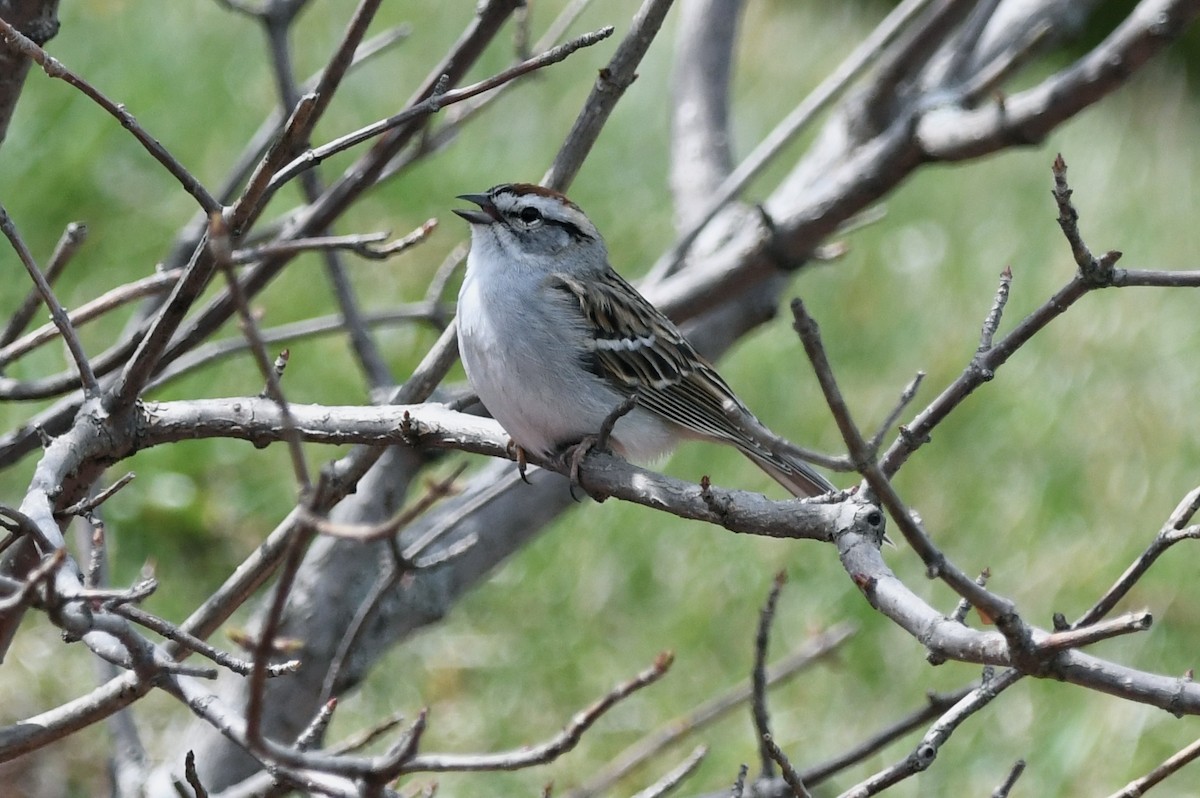 Chipping Sparrow - ML618193927