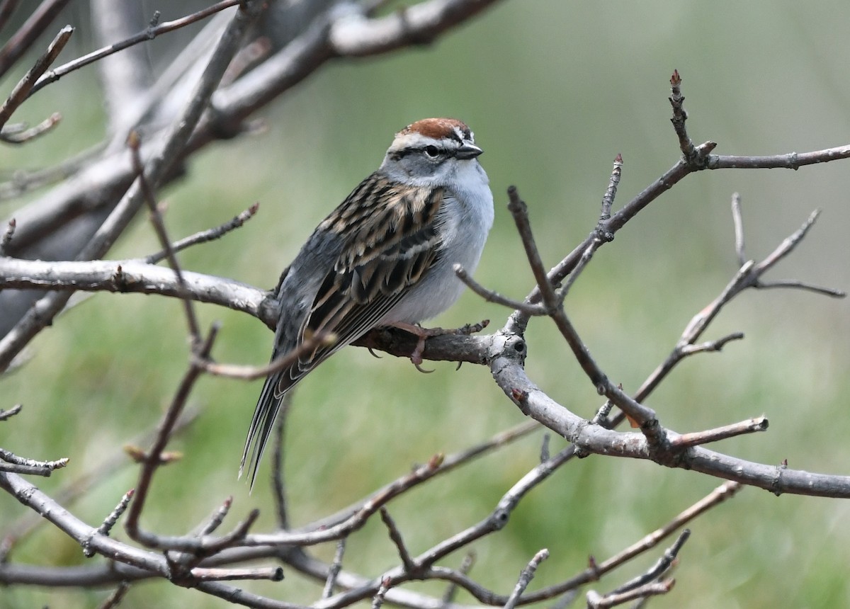 Chipping Sparrow - ML618193928