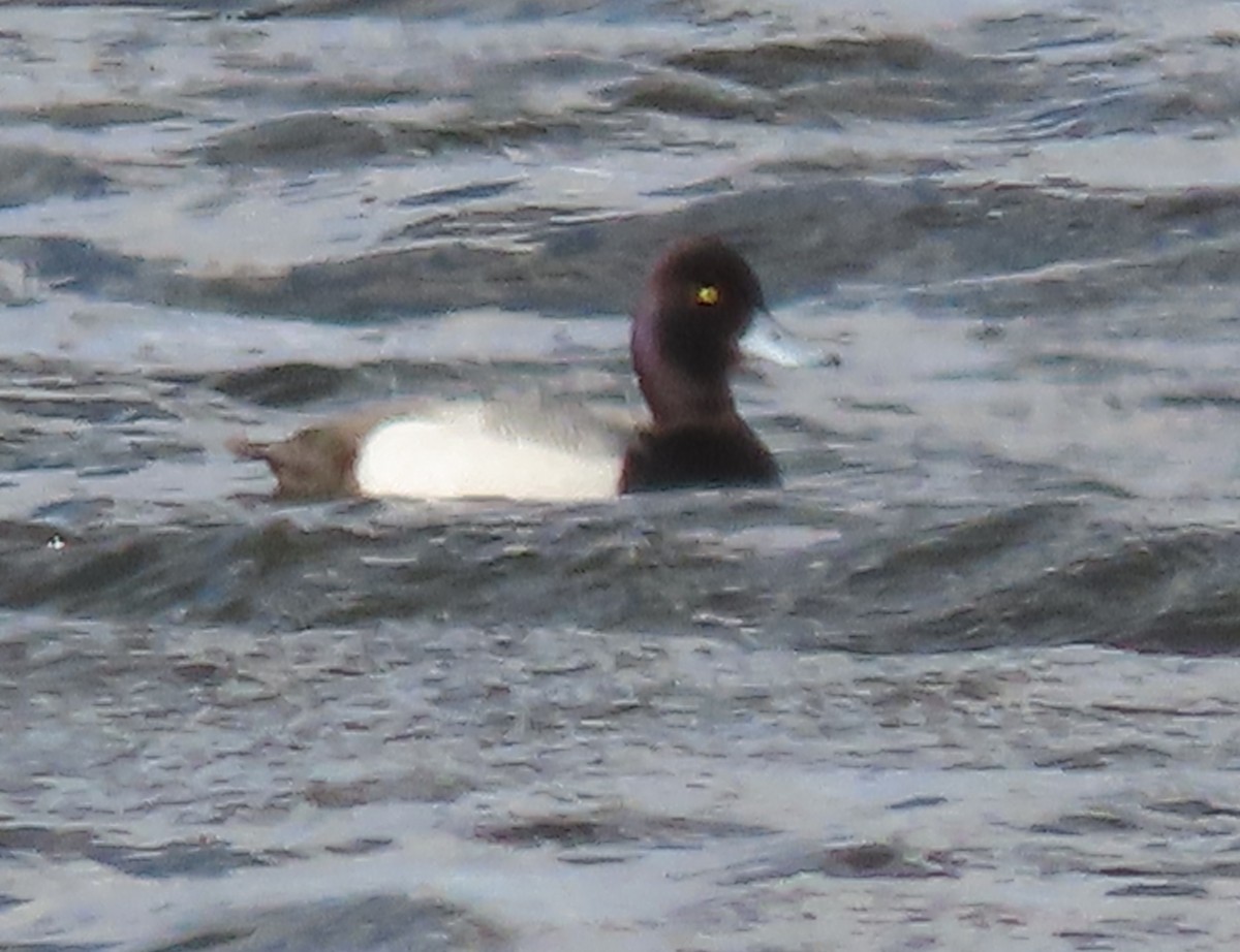 Lesser Scaup - Byron Greco