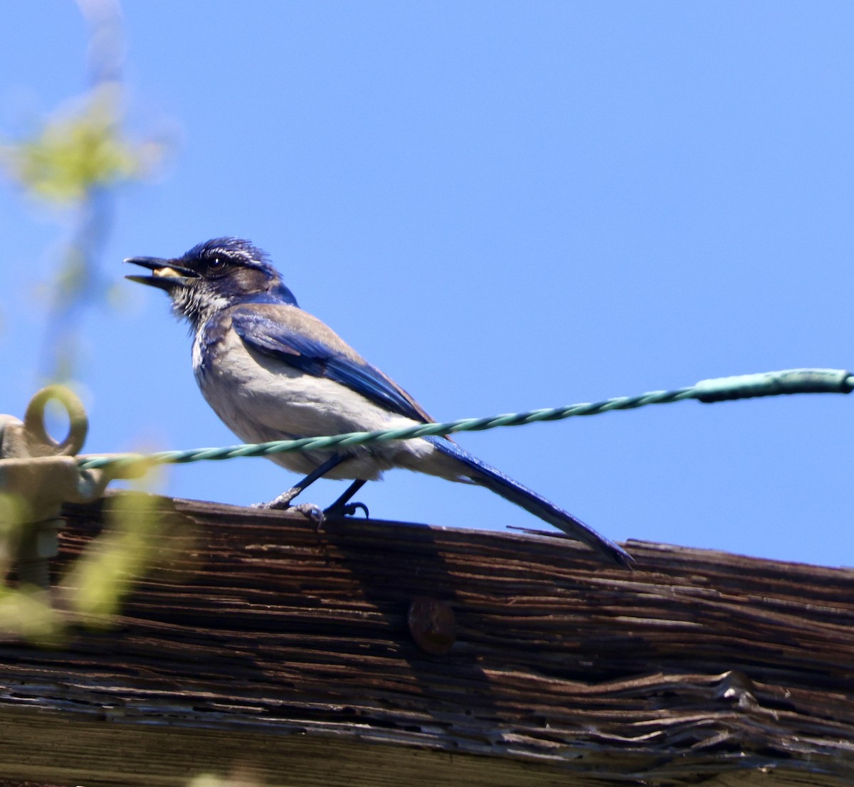 California Scrub-Jay - Carolyn Thiele