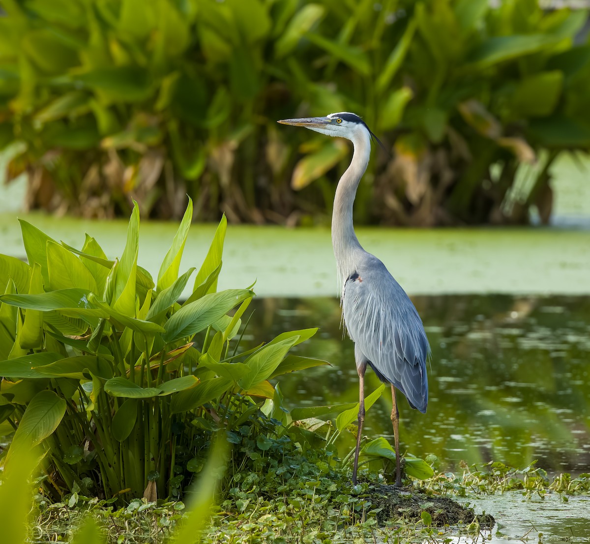 Great Blue Heron - Carlos Roberto Chavarria