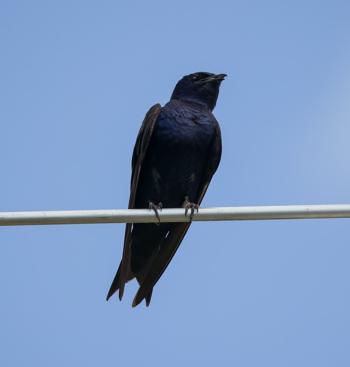 Purple Martin - Carlos Roberto Chavarria