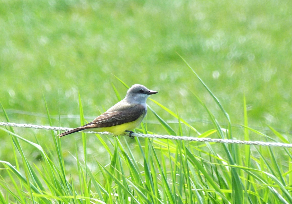 Western Kingbird - Tony Kurz