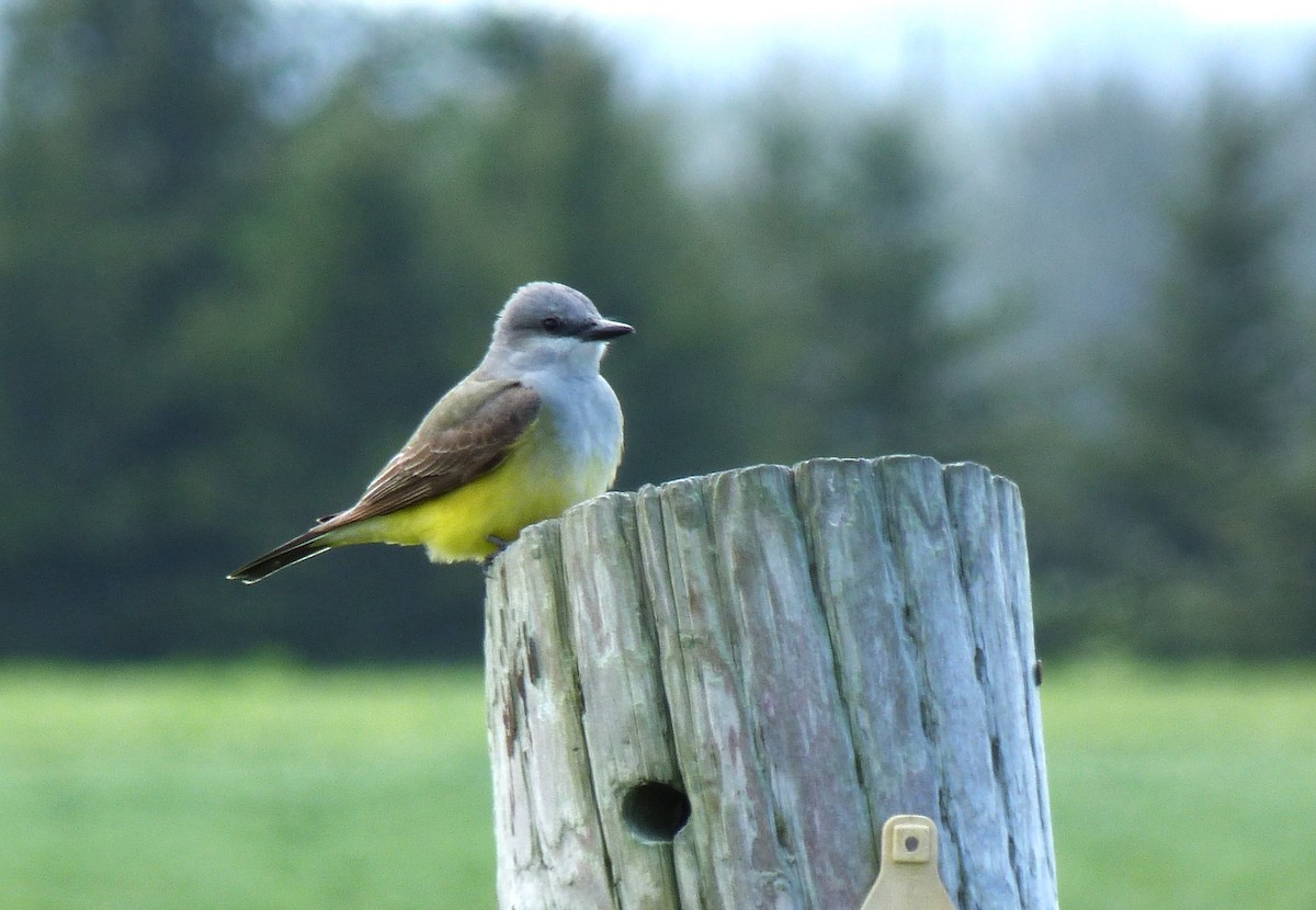 Western Kingbird - ML618194005