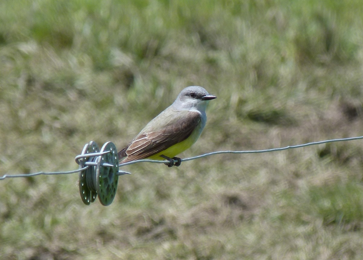 Western Kingbird - Tony Kurz