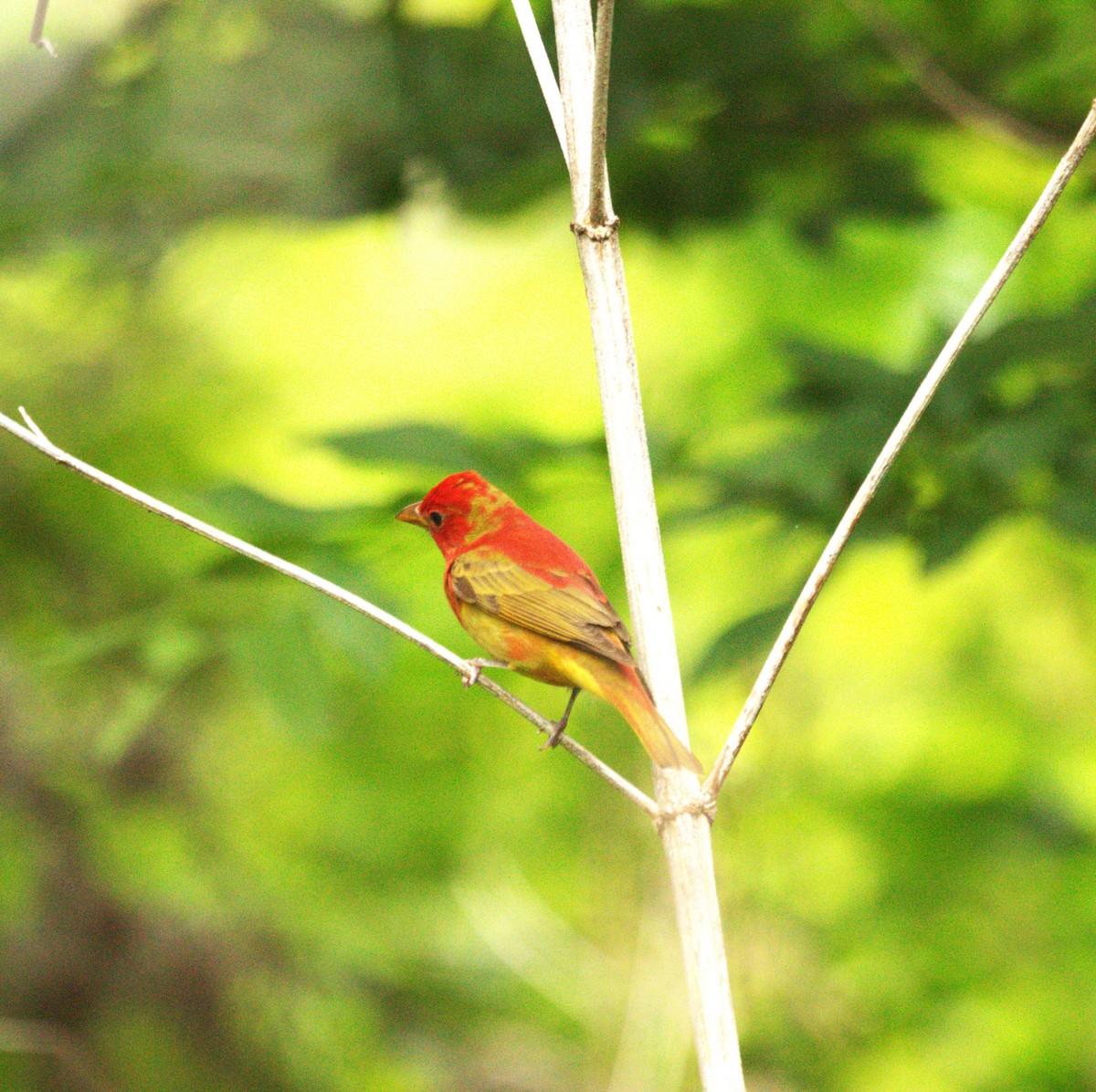 Summer Tanager - Andrew Knapp