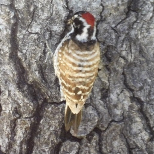 Nuttall's Woodpecker - Virginia Macintosh
