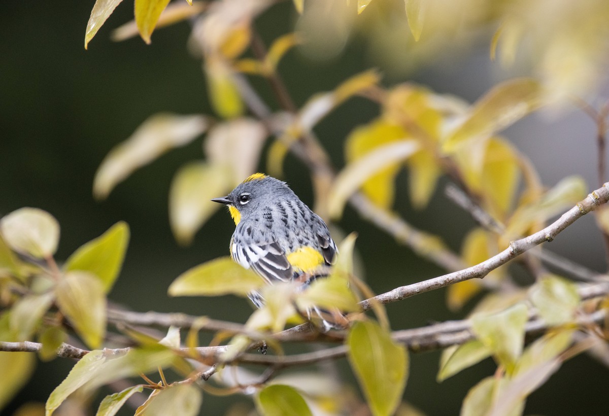 Yellow-rumped Warbler - ML618194075