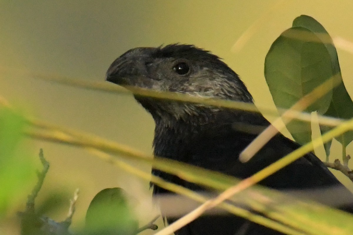 Groove-billed Ani - ML618194121