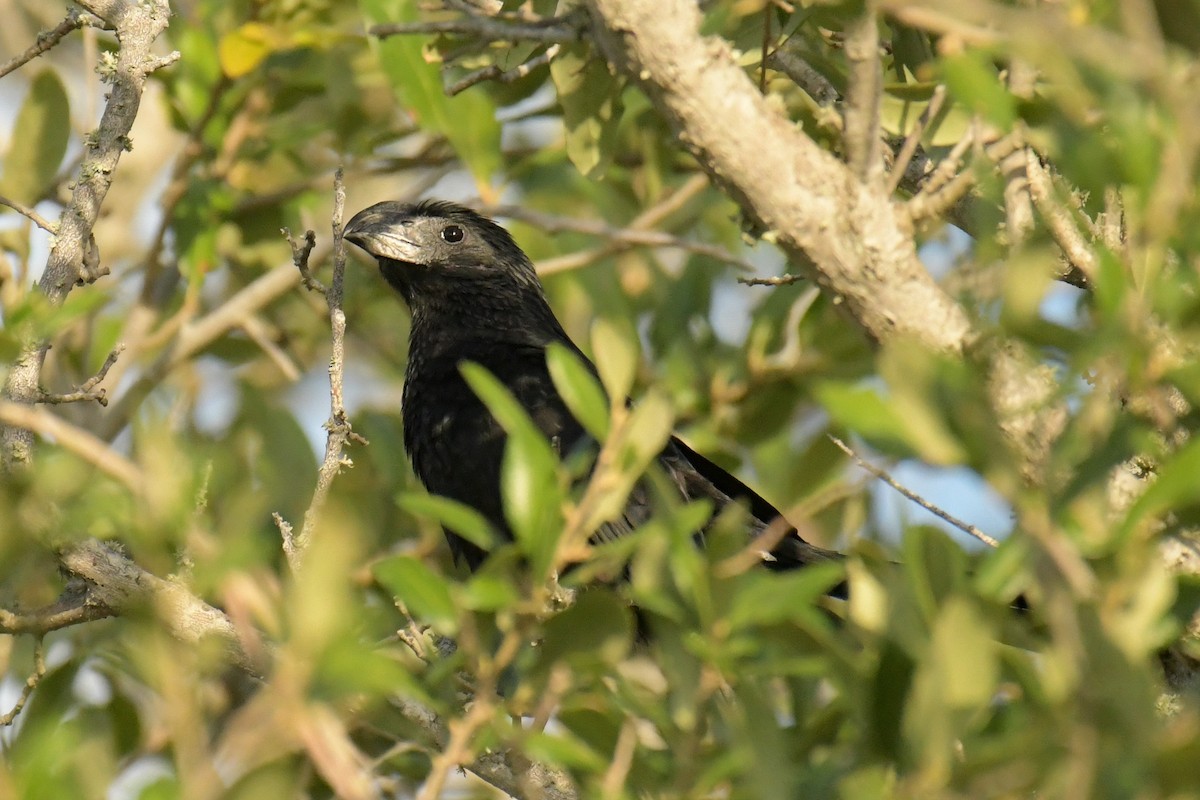 Groove-billed Ani - Christian Newton