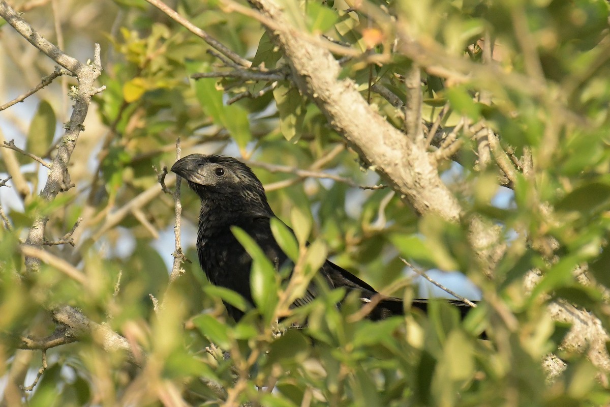 Groove-billed Ani - Christian Newton