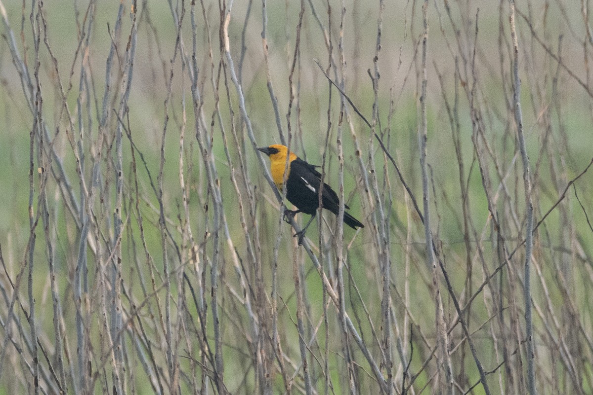 Yellow-headed Blackbird - Sandeep Biswas