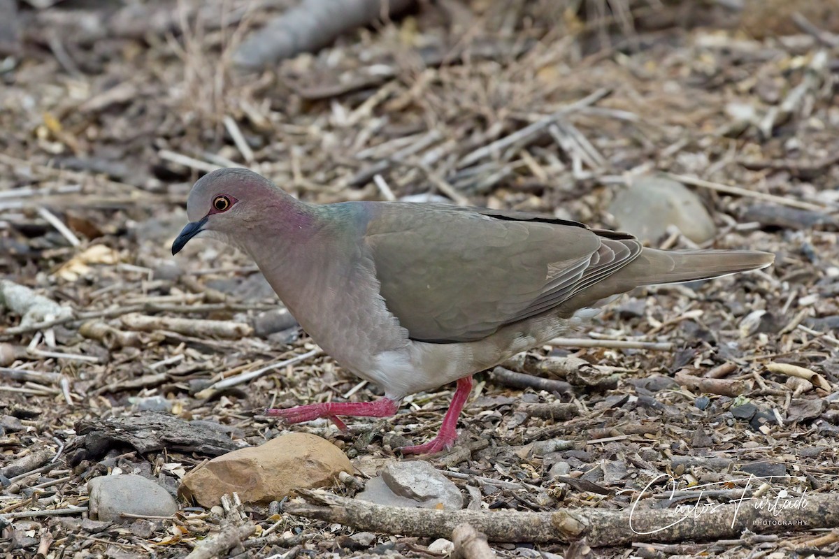 White-tipped Dove - ML618194136