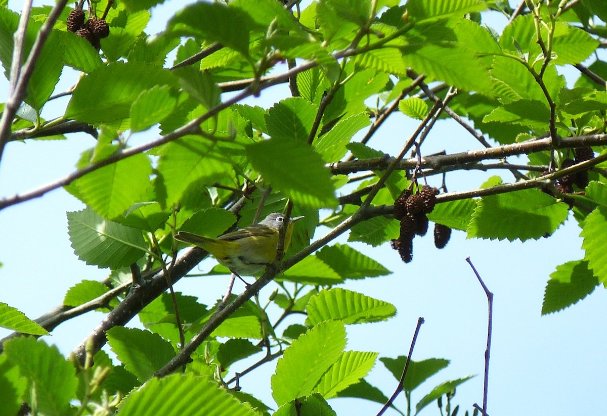 Nashville Warbler - Tony Kurz