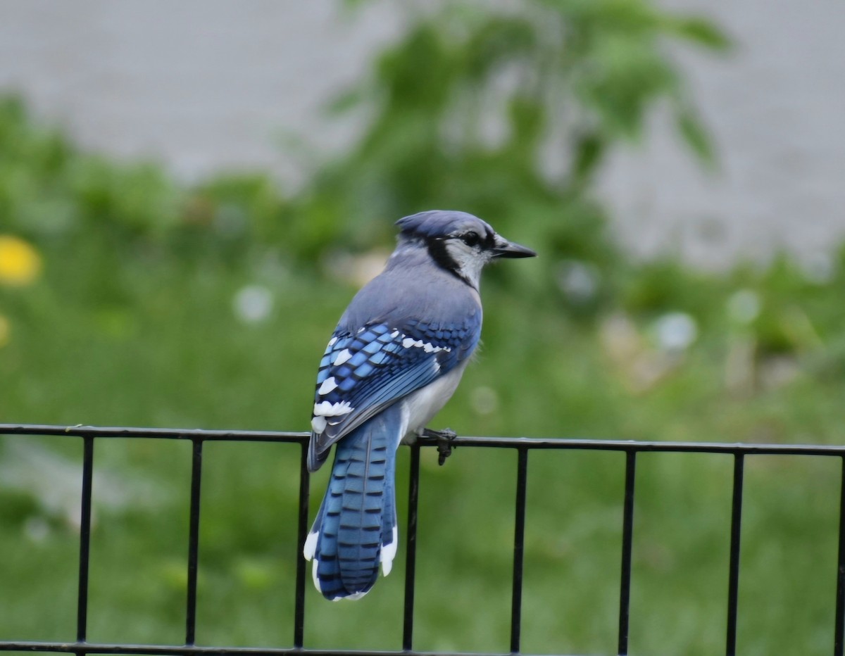 Blue Jay - Brandy Price