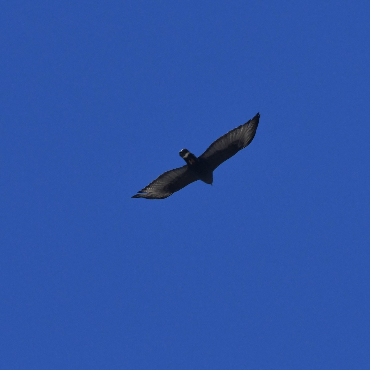 Zone-tailed Hawk - ML618194184