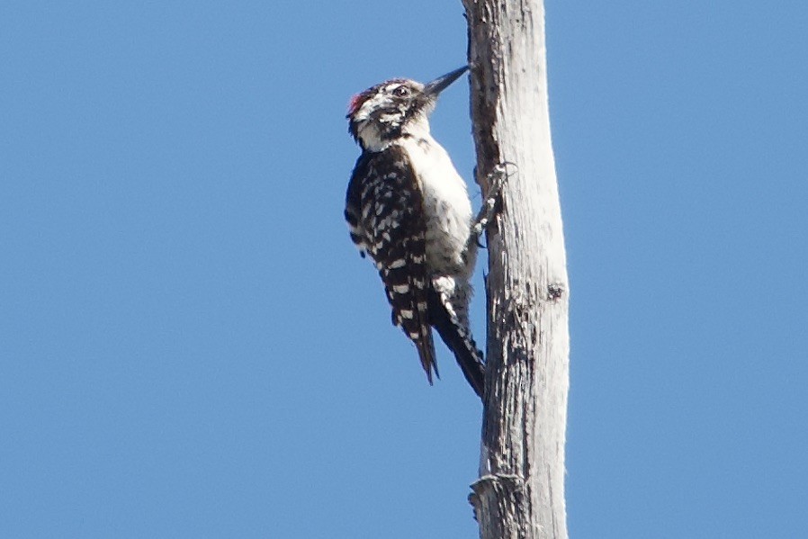 Ladder-backed Woodpecker - ML618194196