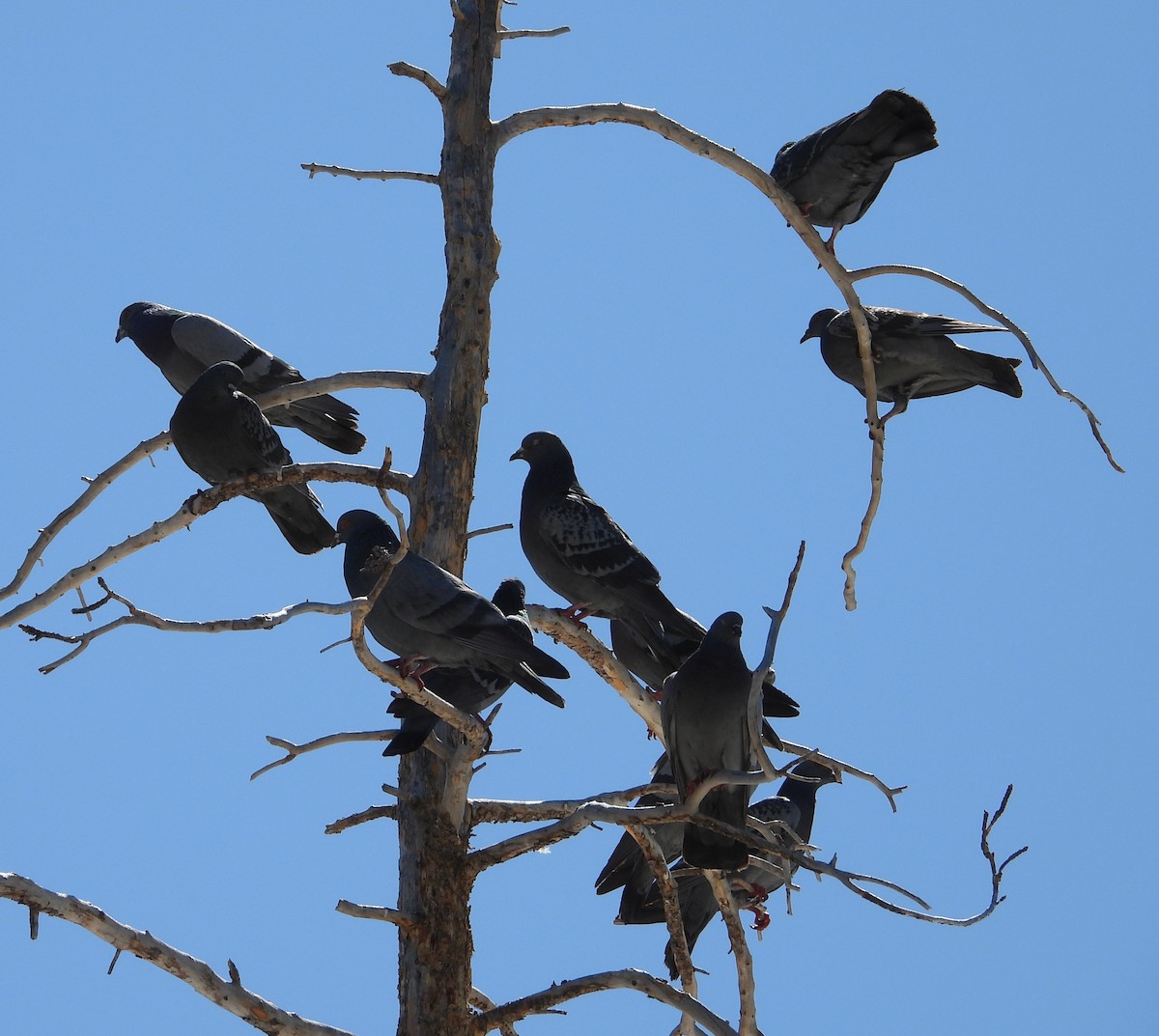 Rock Pigeon (Feral Pigeon) - ML618194197