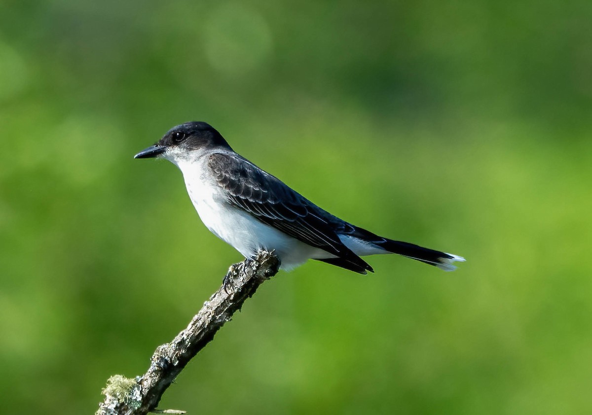 Eastern Kingbird - Eric Bodker