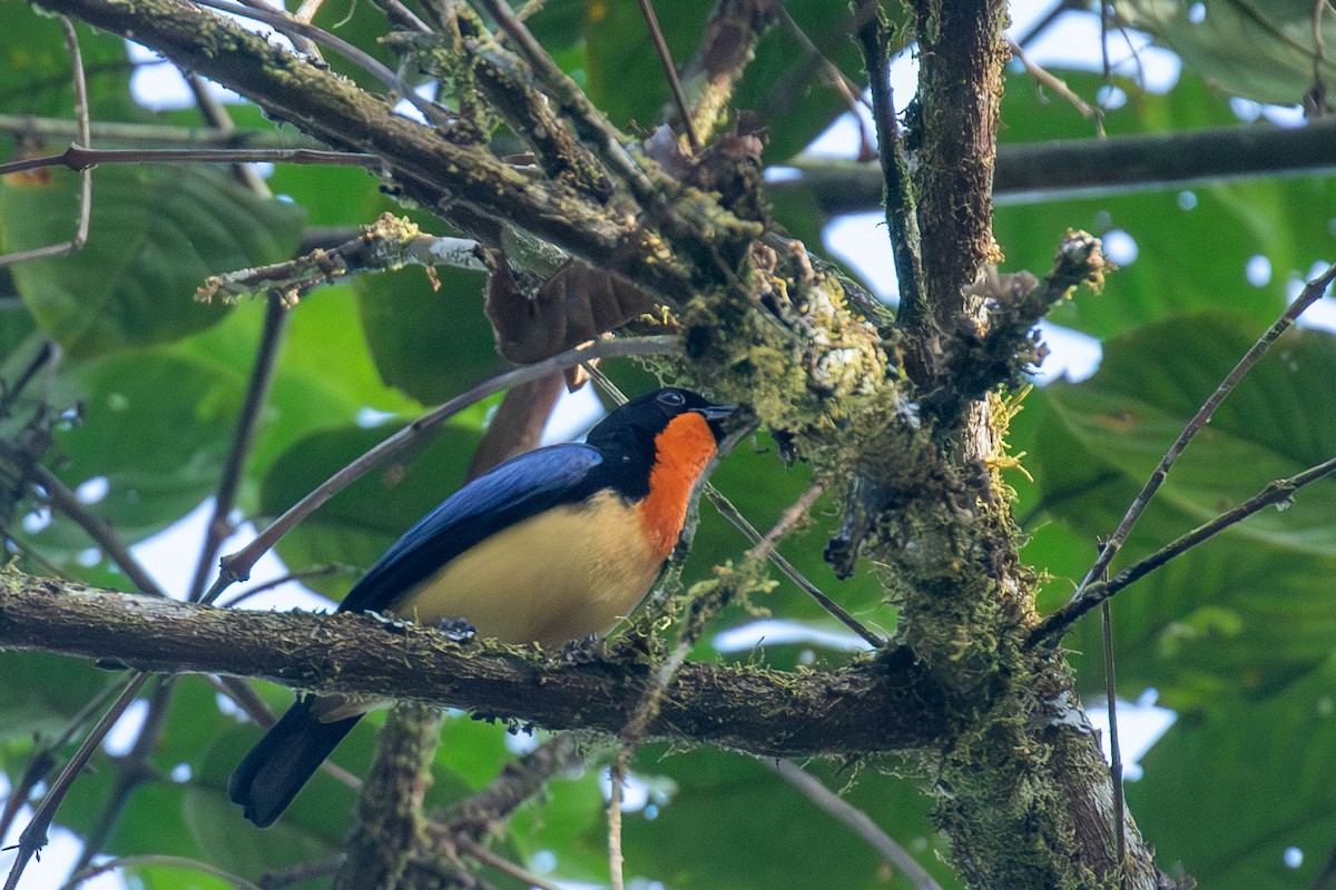 Orange-throated Tanager - Celesta von Chamier