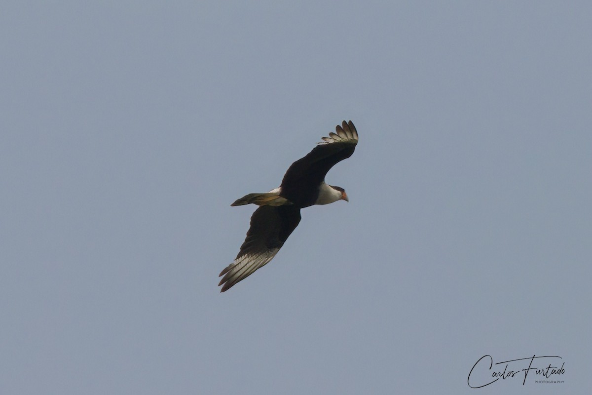 Crested Caracara - Ida & Carlos Furtado