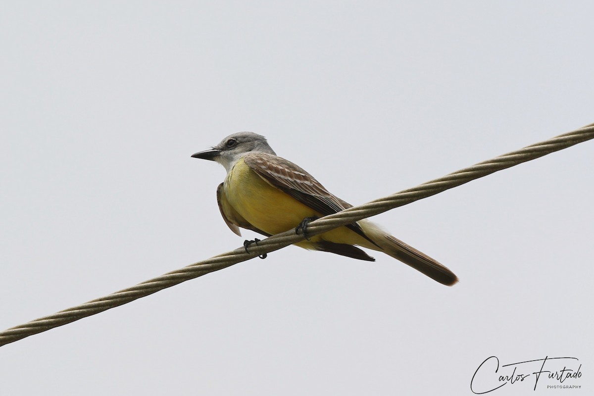 Couch's Kingbird - Ida & Carlos Furtado