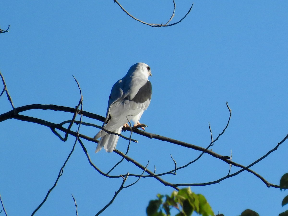 White-tailed Kite - E C Winstead