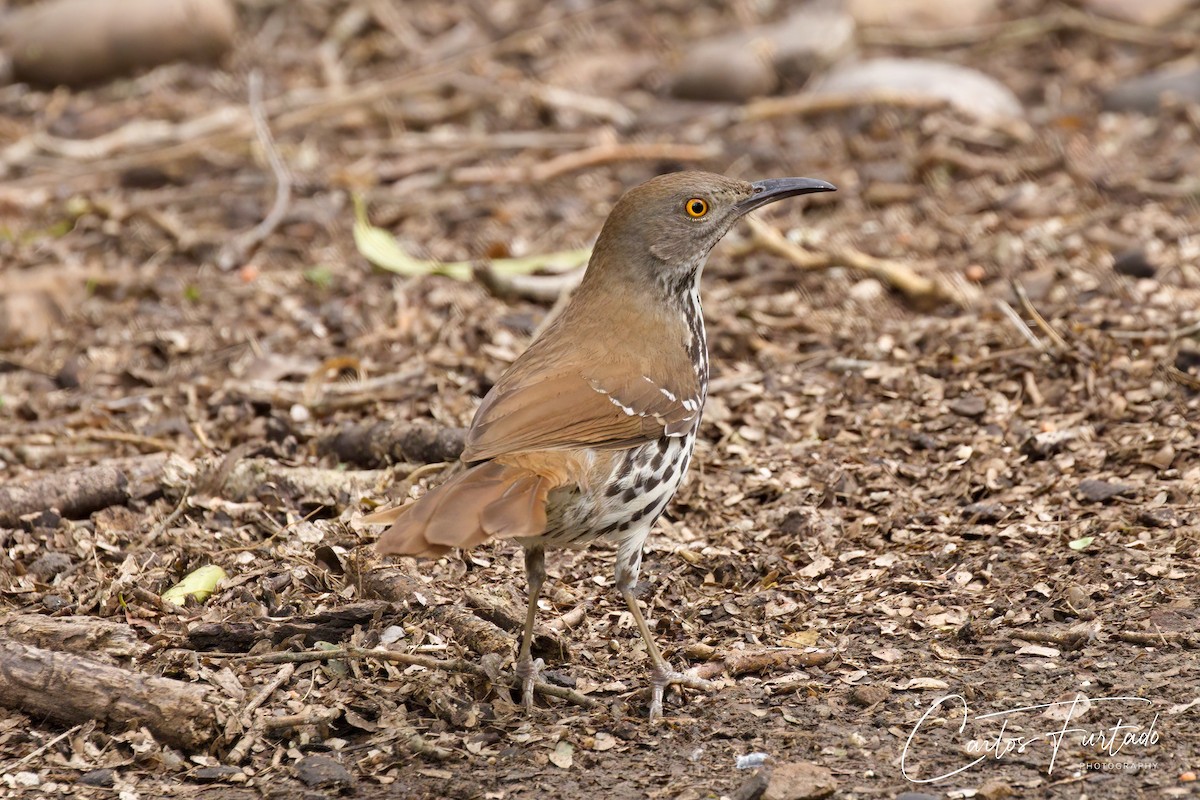 Long-billed Thrasher - Ida & Carlos Furtado