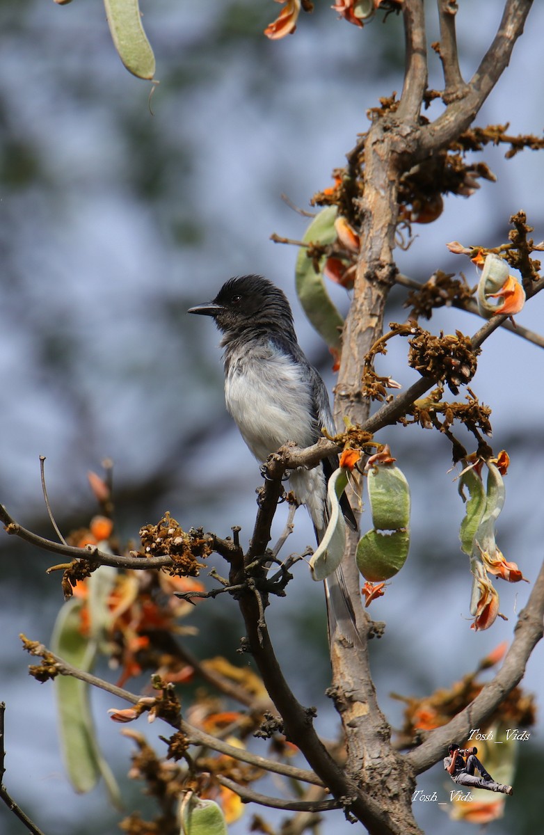 Drongo à ventre blanc - ML618194236