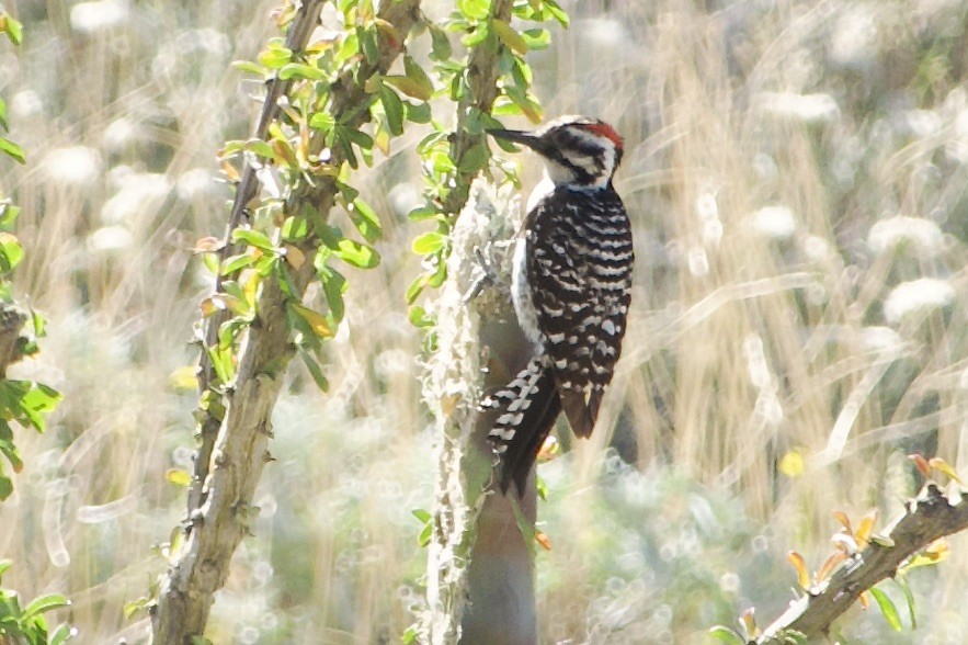 Ladder-backed Woodpecker - Craig Robson