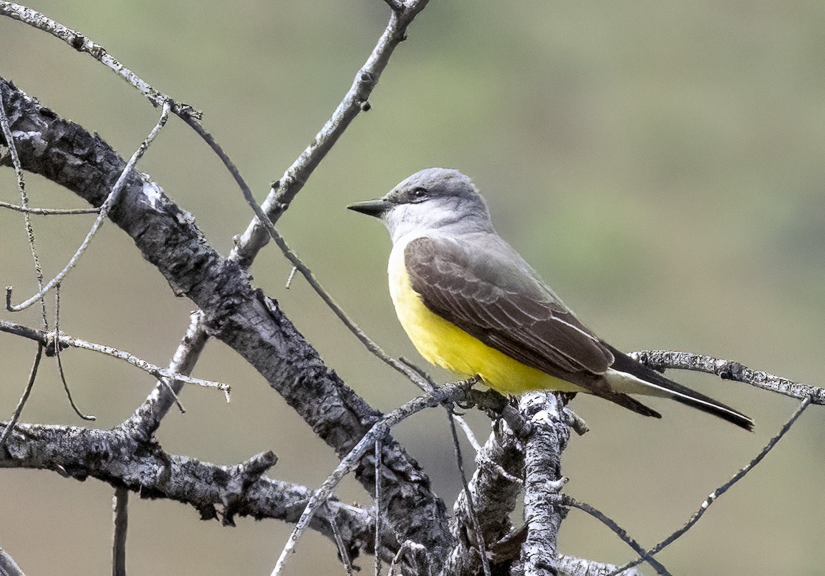 Western Kingbird - Louisa Evers