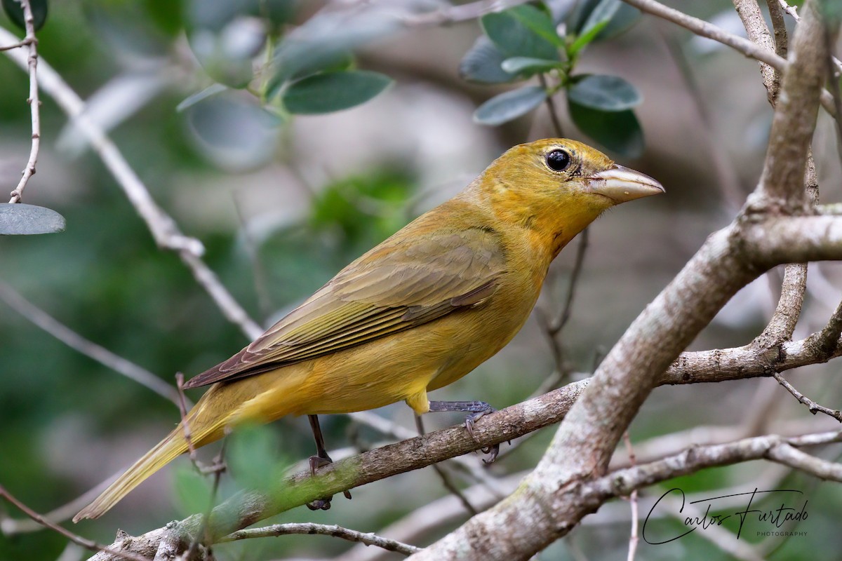 Summer Tanager - Ida & Carlos Furtado