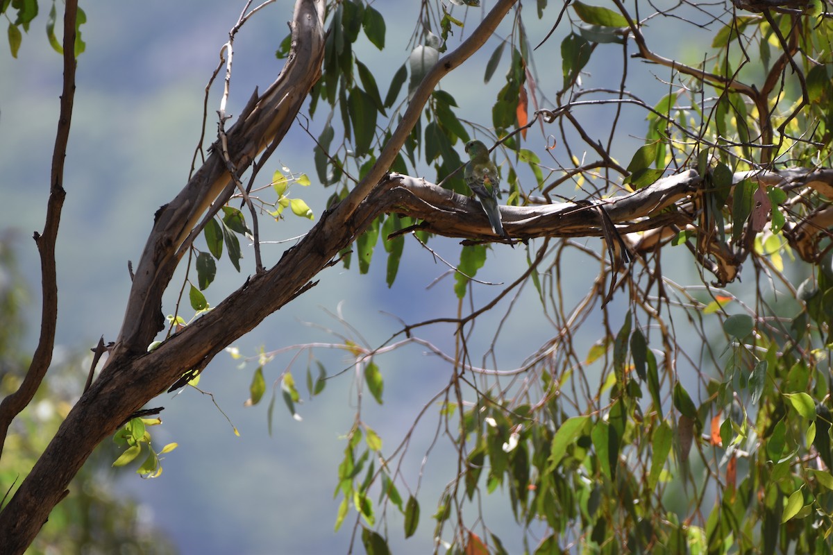 Red-rumped Parrot - ML618194298