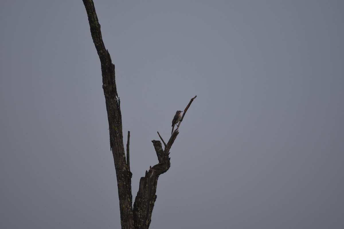 Spiny-cheeked Honeyeater - Hitomi Ward