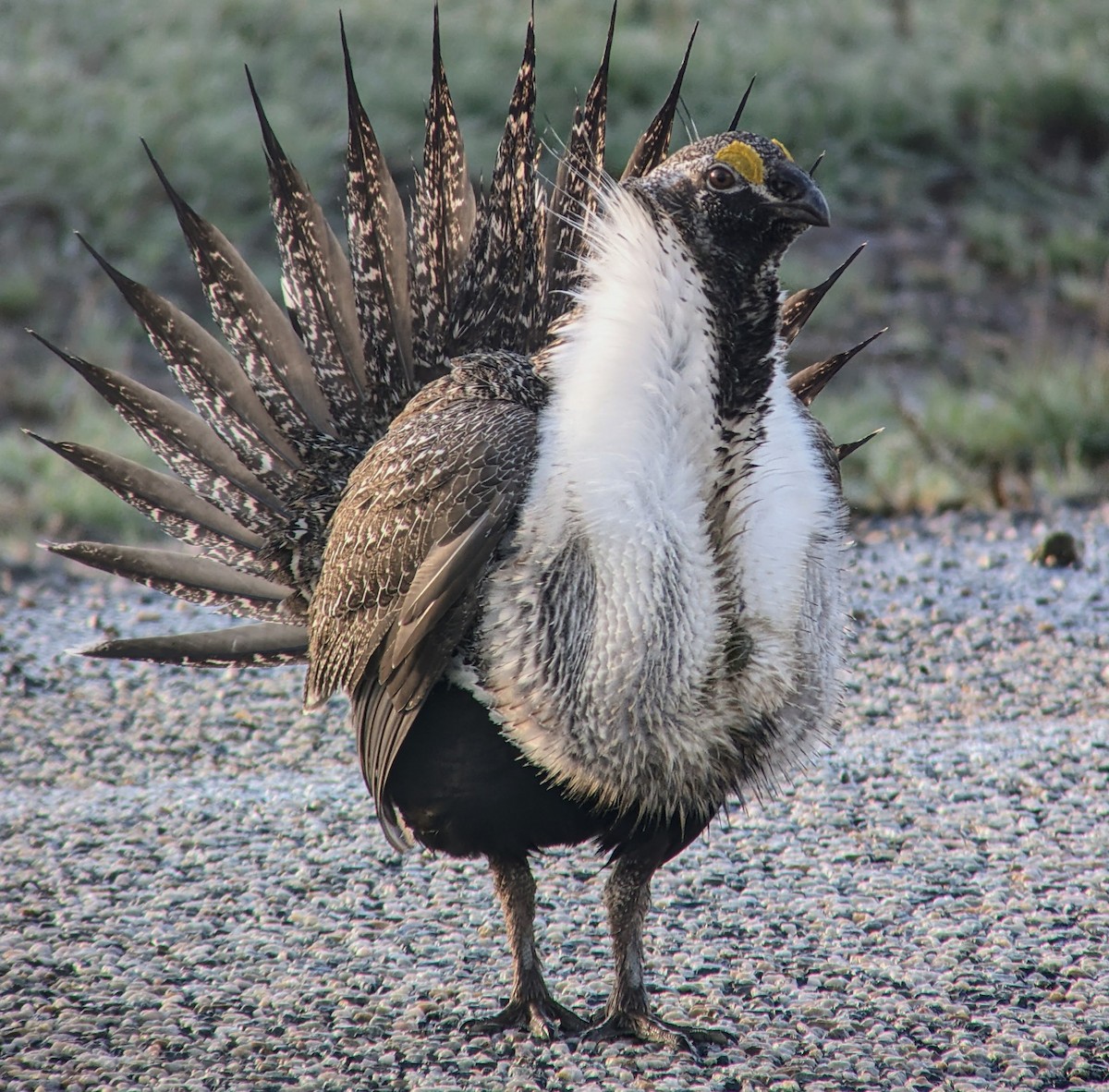 Gallo de las Artemisas Grande - ML618194333