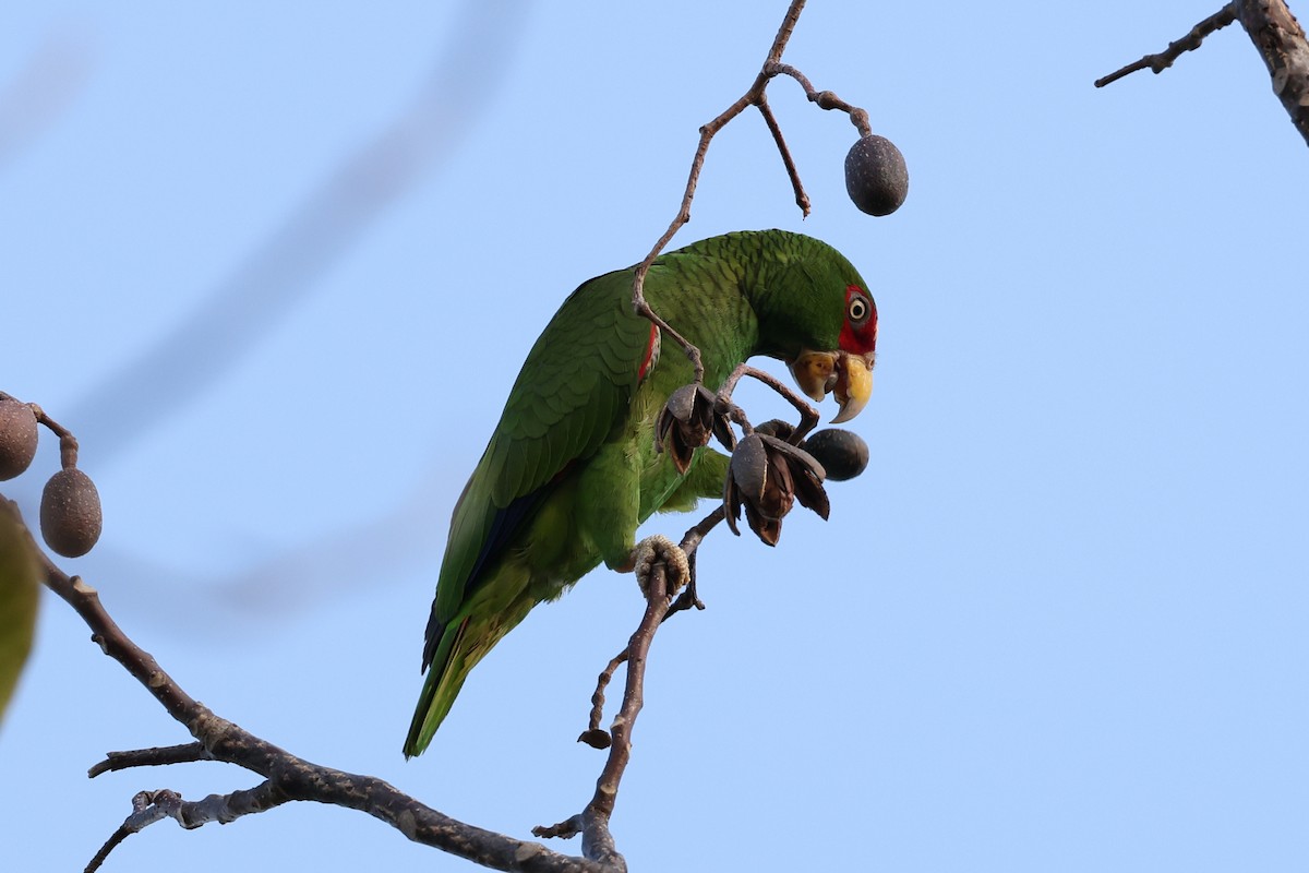 White-fronted Parrot - A & C Tennant