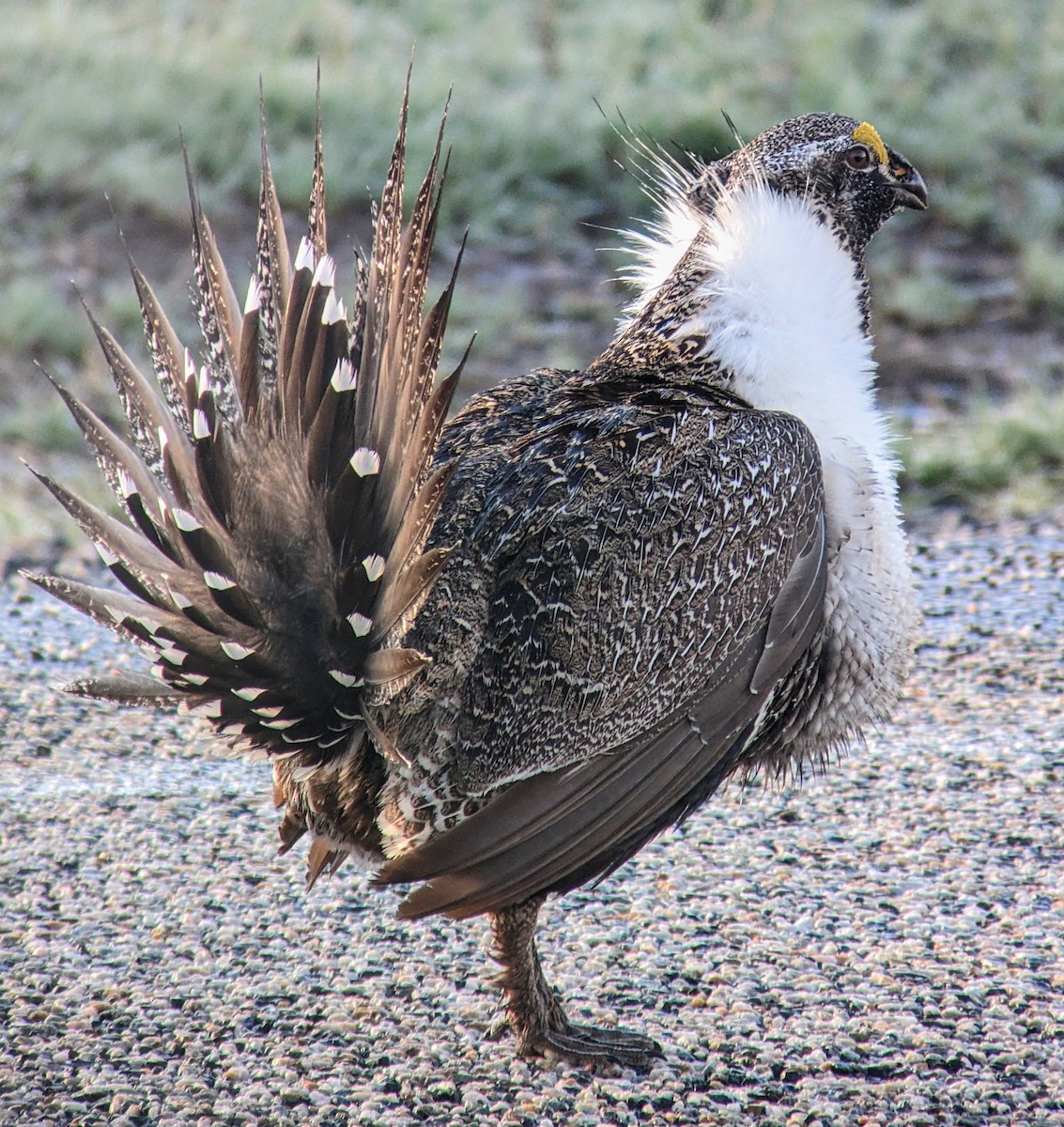 Greater Sage-Grouse - Richard Stanton