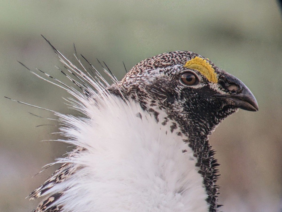 Greater Sage-Grouse - Richard Stanton