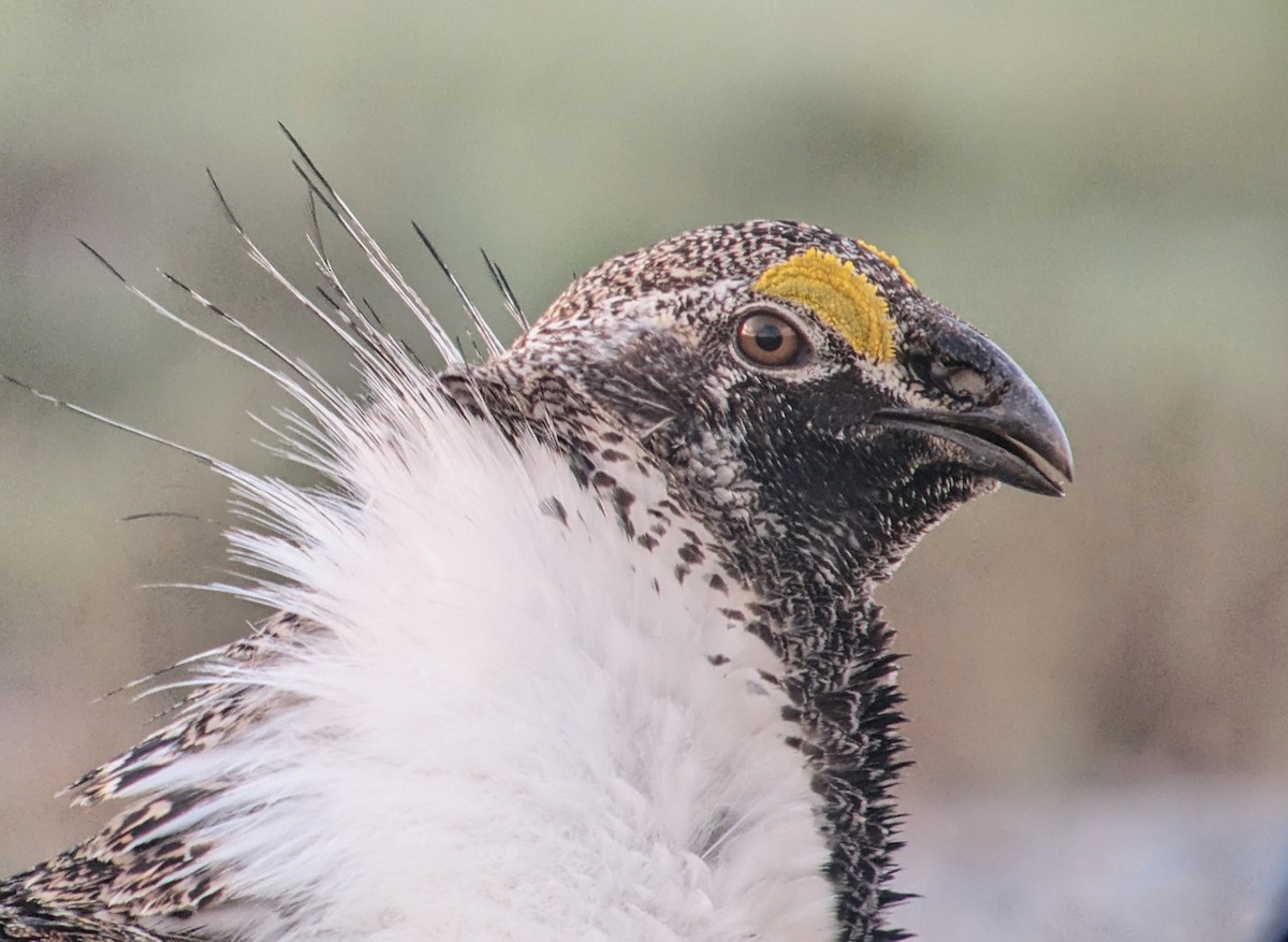 Greater Sage-Grouse - Richard Stanton