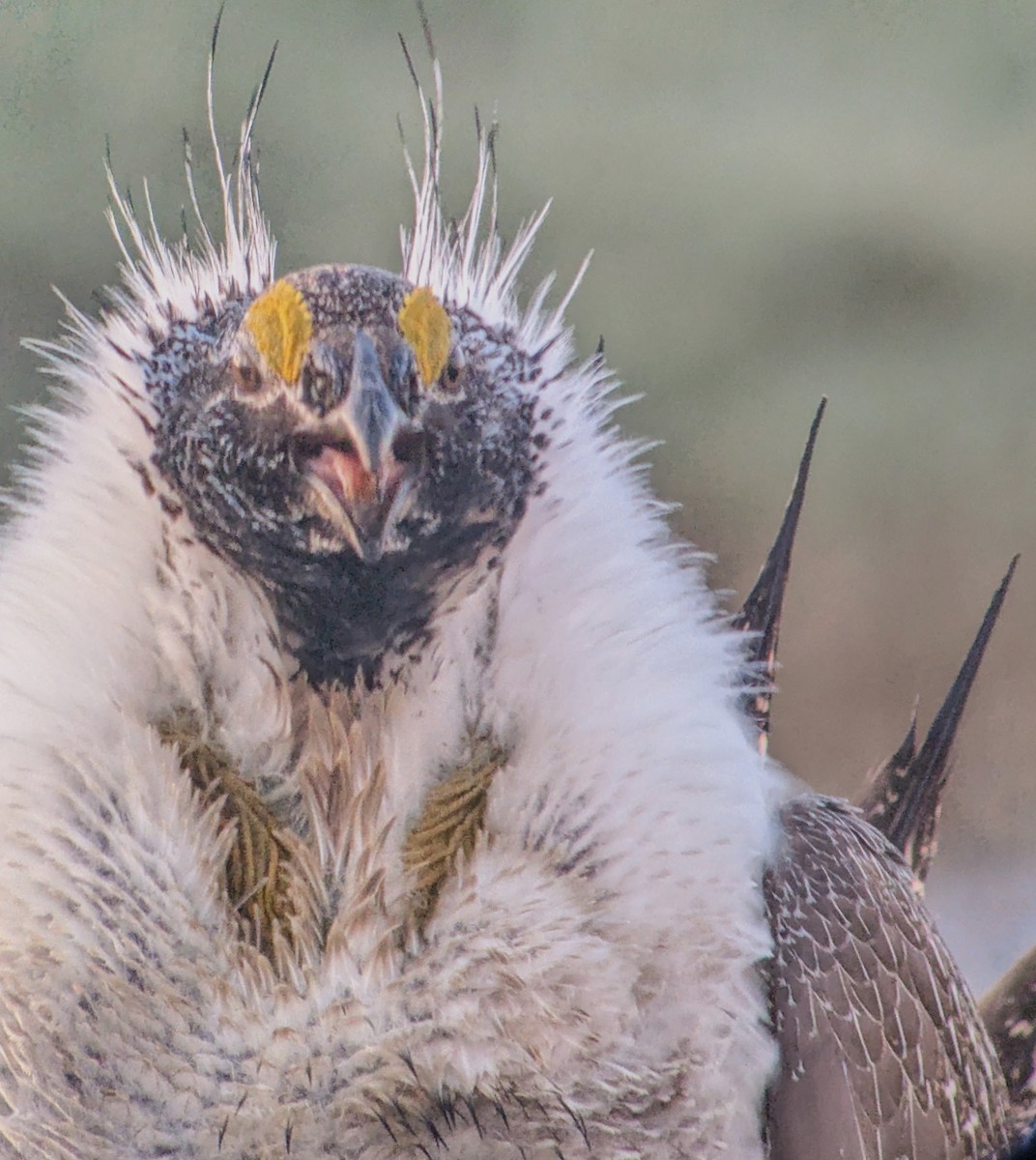 Greater Sage-Grouse - Richard Stanton