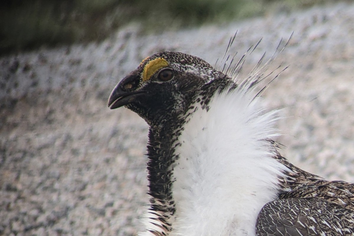 Greater Sage-Grouse - Richard Stanton