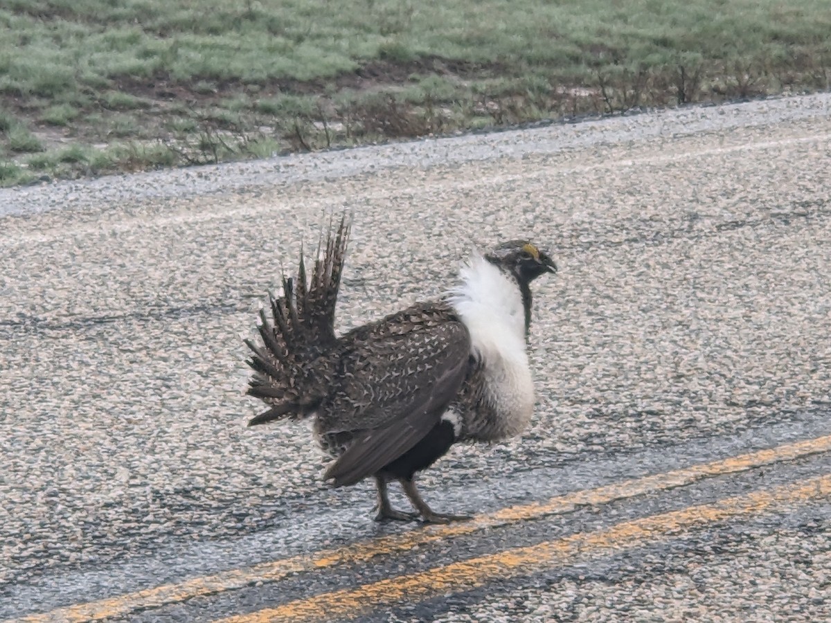 Greater Sage-Grouse - Richard Stanton