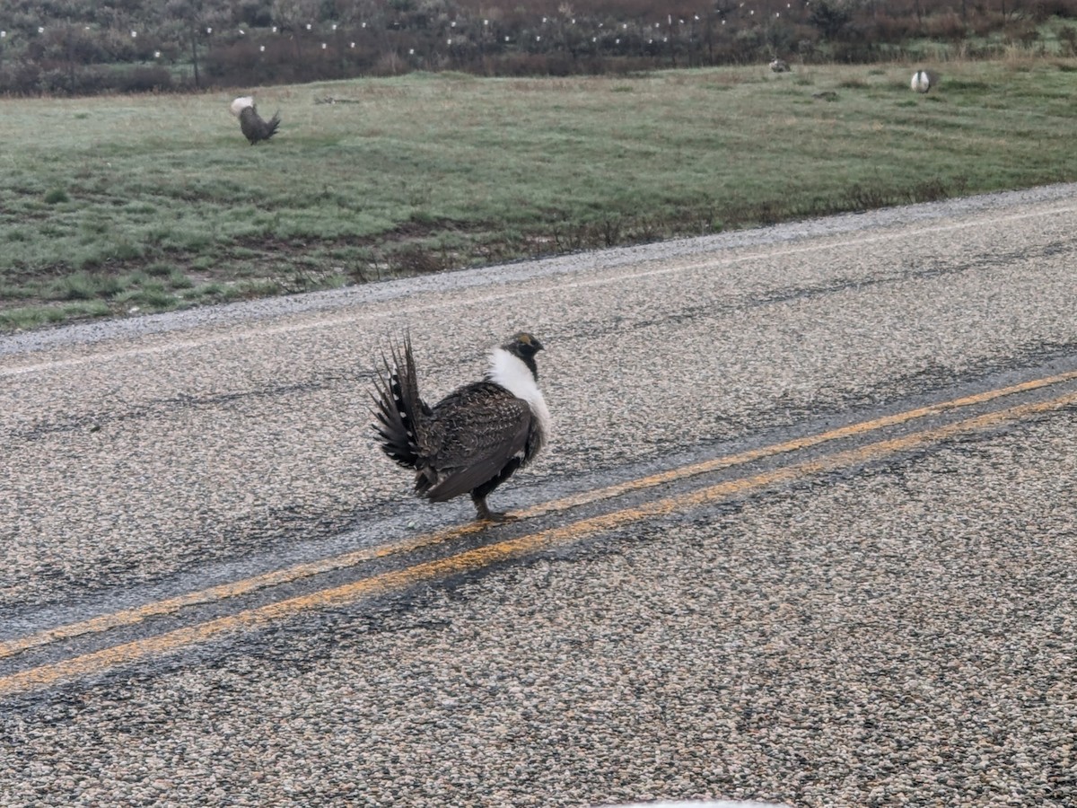 Greater Sage-Grouse - Richard Stanton