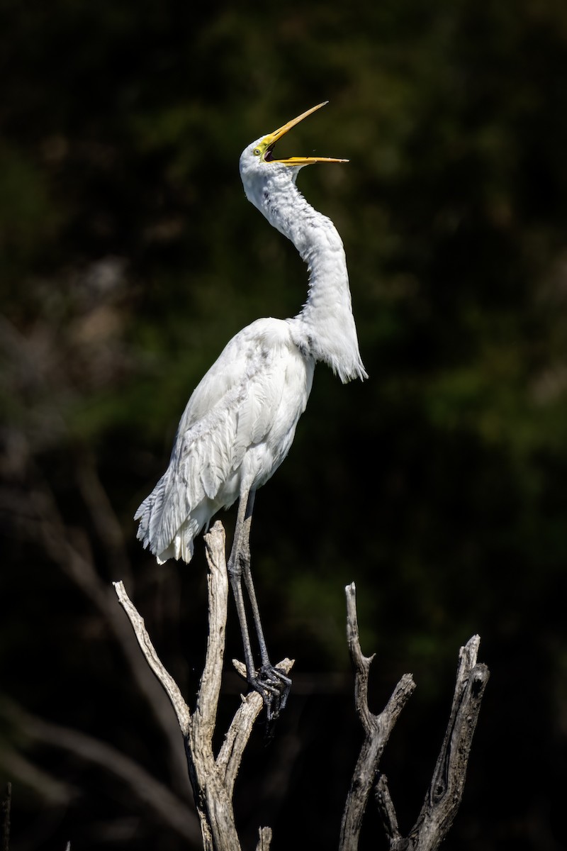 Great Egret - Eric Gofreed