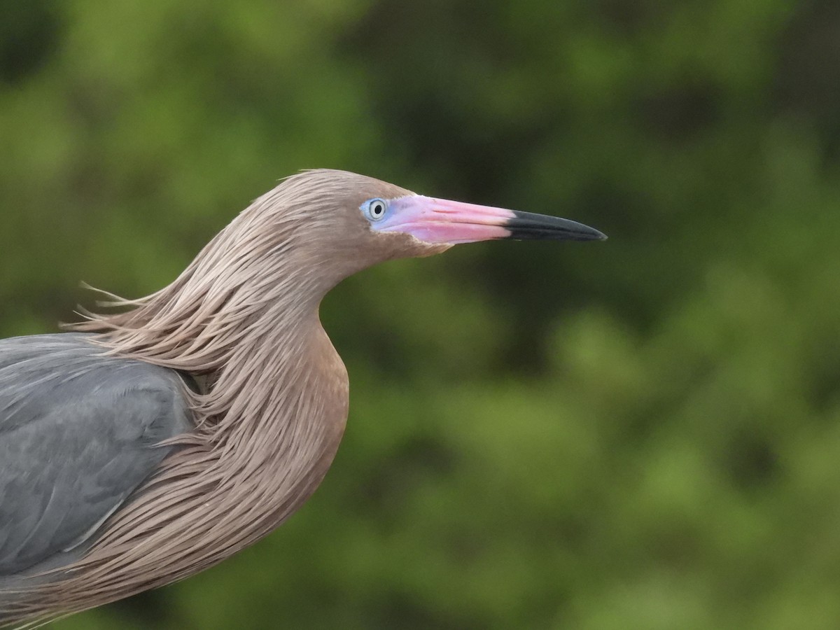 Reddish Egret - Bradley Evans