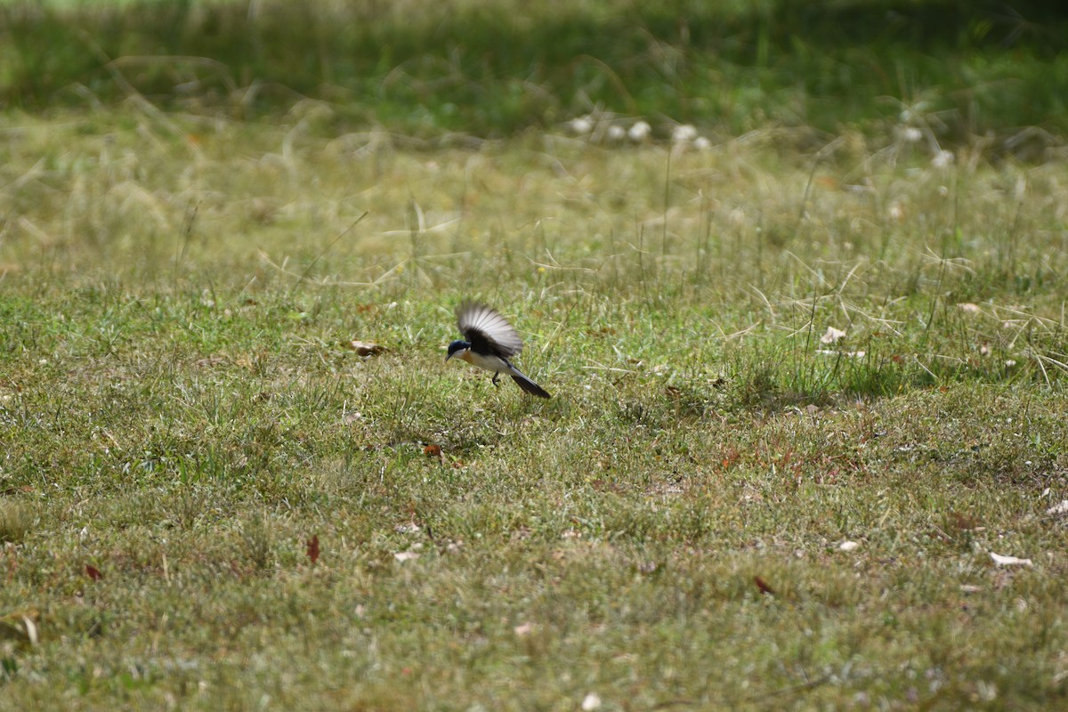 Restless Flycatcher - Hitomi Ward