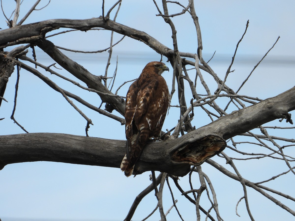 Red-tailed Hawk - ML618194375