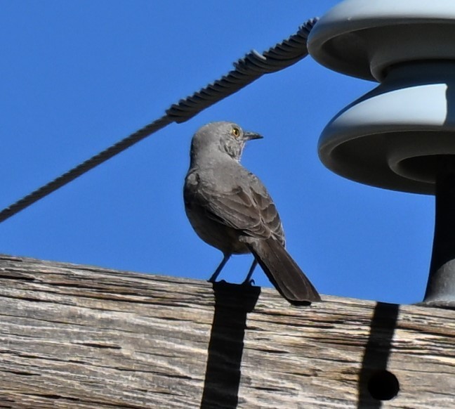 Bendire's Thrasher - ML618194376