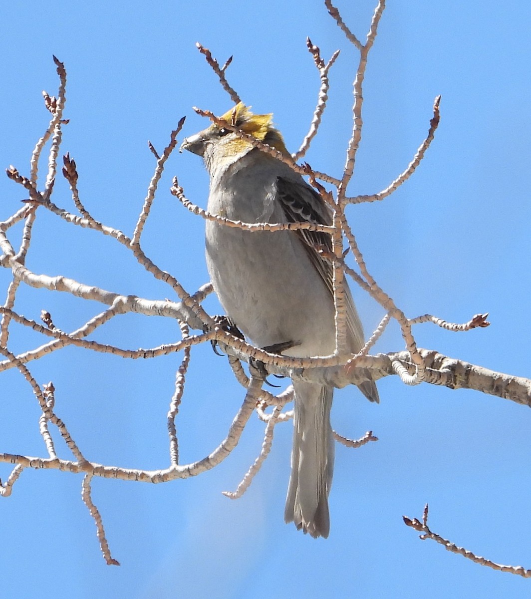 Pine Grosbeak - Joanna Clark