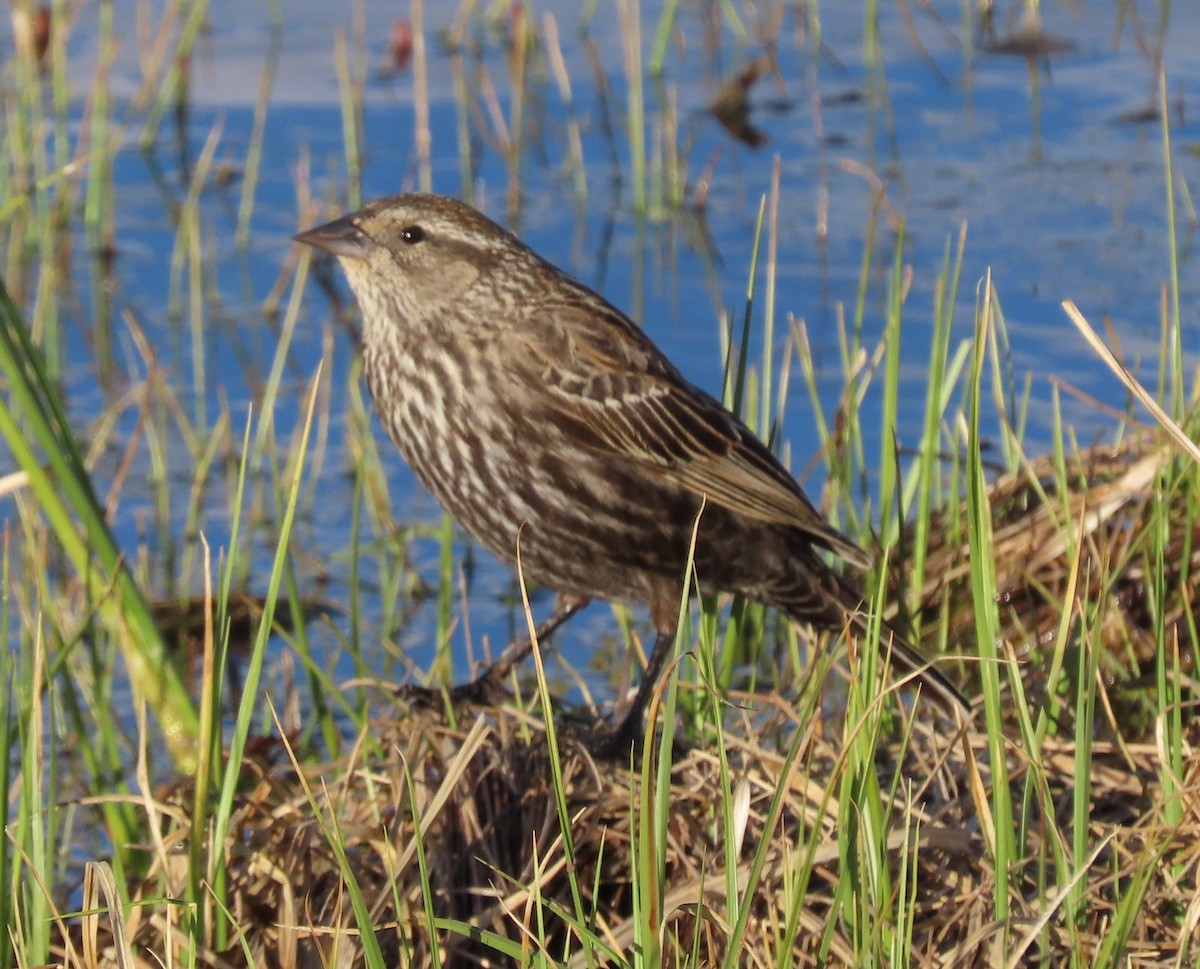 Red-winged Blackbird - ML618194393